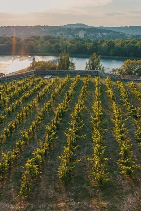 Une raclette dans la vigne... au coeur d'Avignon