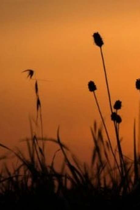 La nuit, tous les sens sont éveillés - Maison du Marais de Lavours