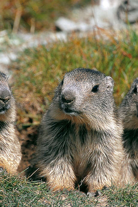 Le clan des marmottes : film en refuge