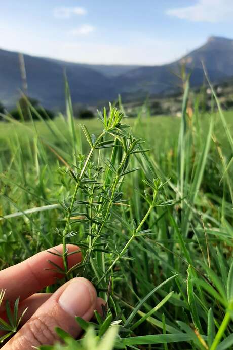 Balade gourmande : Plantes sauvages comestibles et médicinales