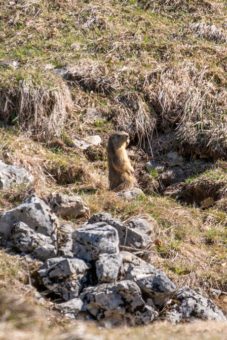 A la découverte des marmottes