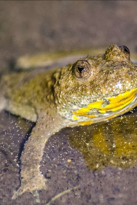 Nature workshop at the Maison du marais: discovering the toad