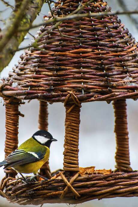 Atelier Vannerie sauvage : réalisez votre mangeoire pour oiseaux