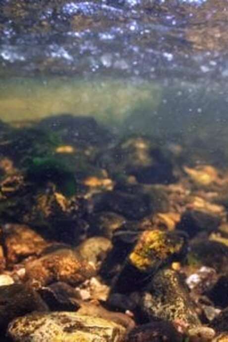 Atelier : La rivière à l'envers (4-6 ans) - Maison du Marais de Lavours