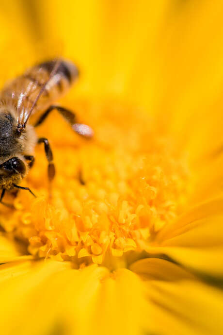 Atelier créatif : butine petite abeille