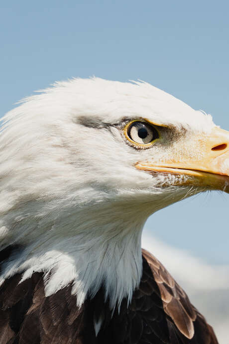 Val d'Isère Eagles