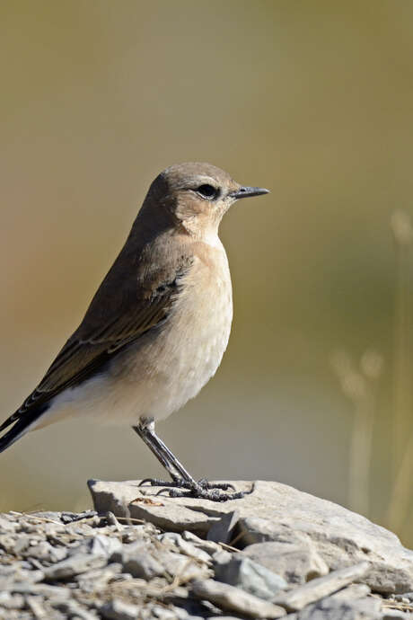 Les oiseaux de l'Authion, d'alpages en forêt