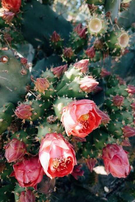 Conférence au Val Rahmeh : "Comment les plantes inspirent les innovations de demain?"