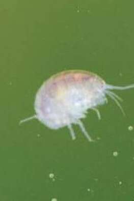 Les mercredis des marm'eau : Une histoire de Gammare