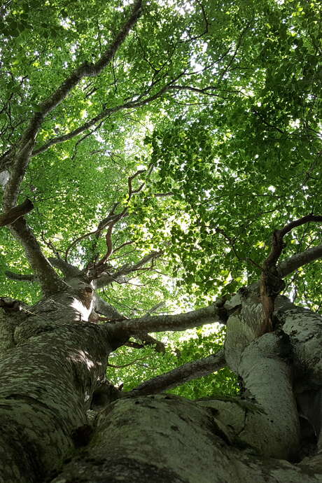 Balade découverte "Au pied de mon arbre"