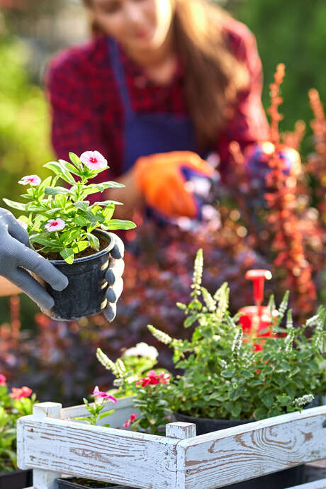 Réunion mensuelle • Association horticole de Cusset