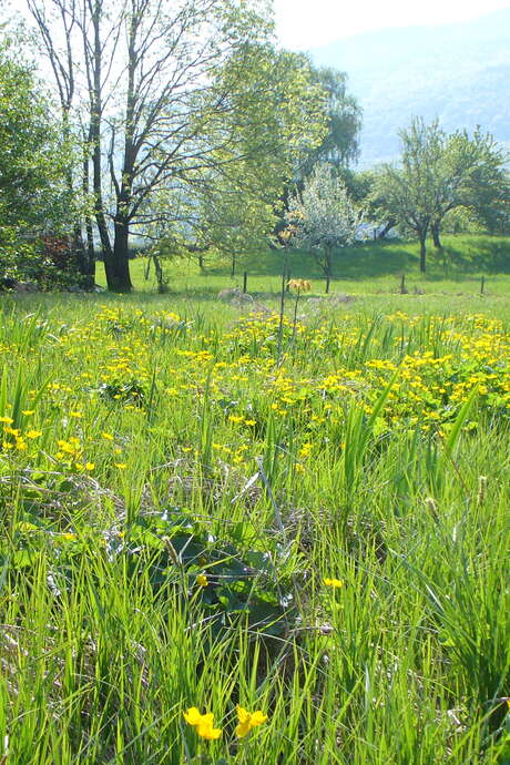 Atelier de l'eau : Les marais, réservoirs d'eau