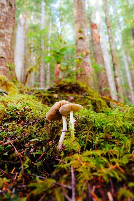 À la découverte des champignons