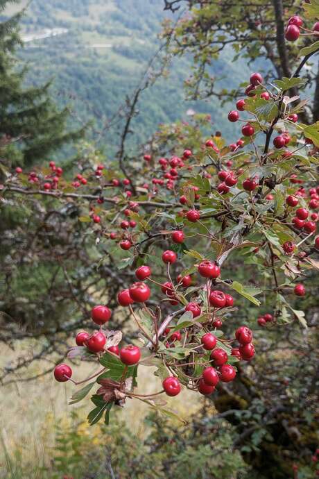Balade automnale à la découverte des plantes sauvages