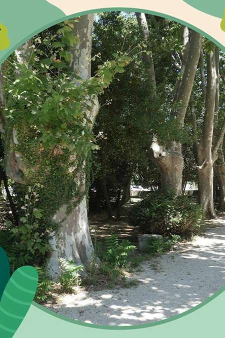 Découverte de l’arboretum