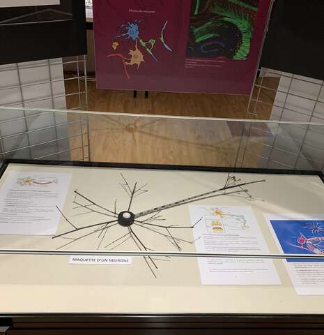 Atelier créatif enfants  - Les neurones