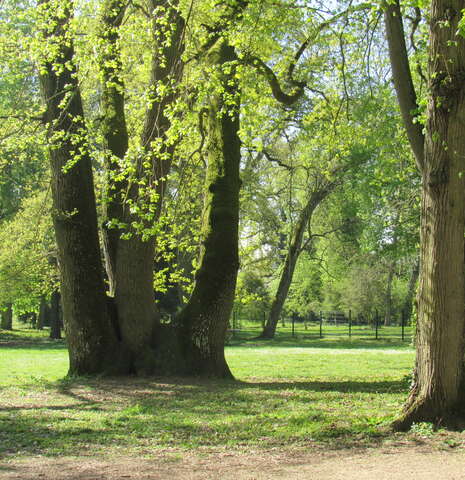 Animation nature sur les arbres du Bois des Gâts