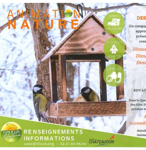 Observation des oiseaux en hiver