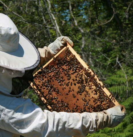 Découverte du monde des abeilles à la ferme d'Emilie
