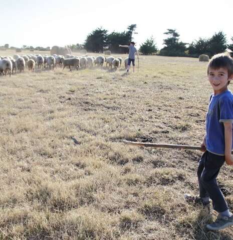 Transhumance vers la côte sauvage