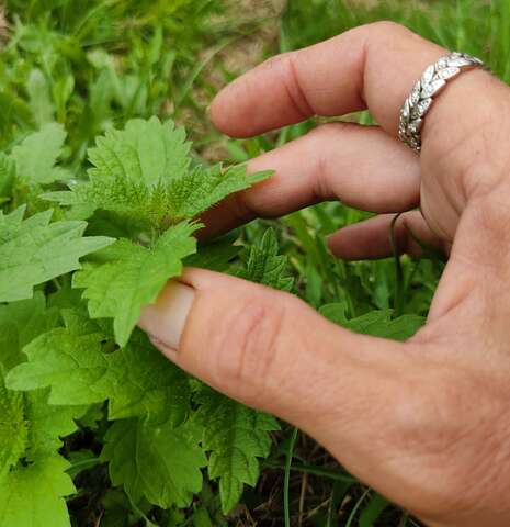 Nature Gourmande