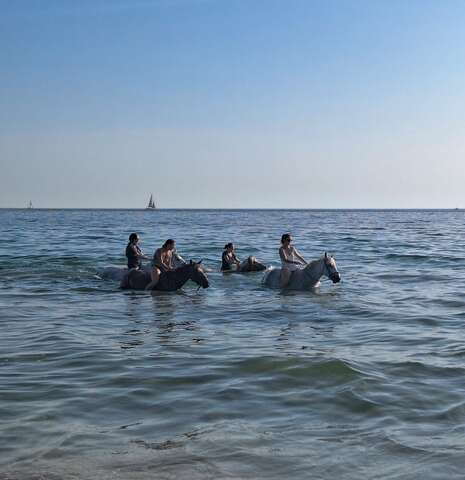 Baignade à cheval avec Cavalcoaching