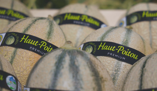 Melon IGP Haut-Poitou