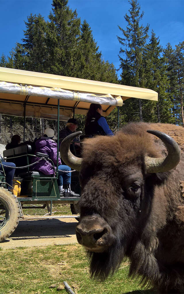 RESERVE DES BISONS D'EUROPE