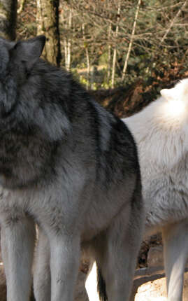 PARC DES LOUPS DU GEVAUDAN