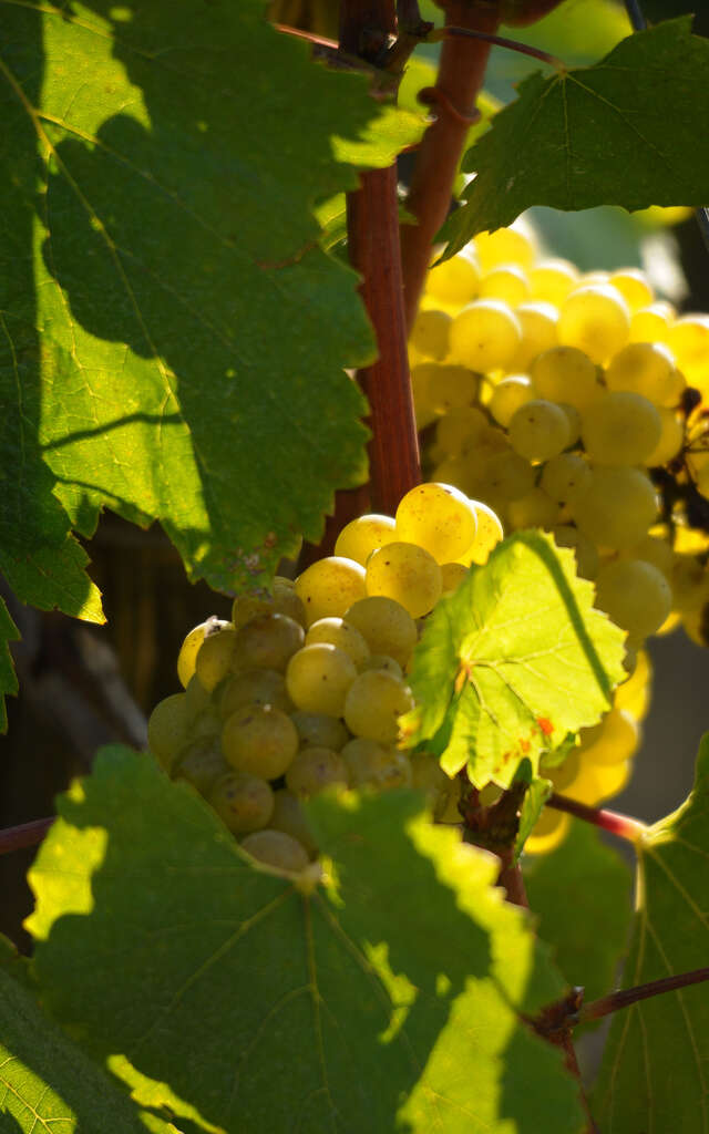 Circuit n° 15 Sentier Meursault-Blagny