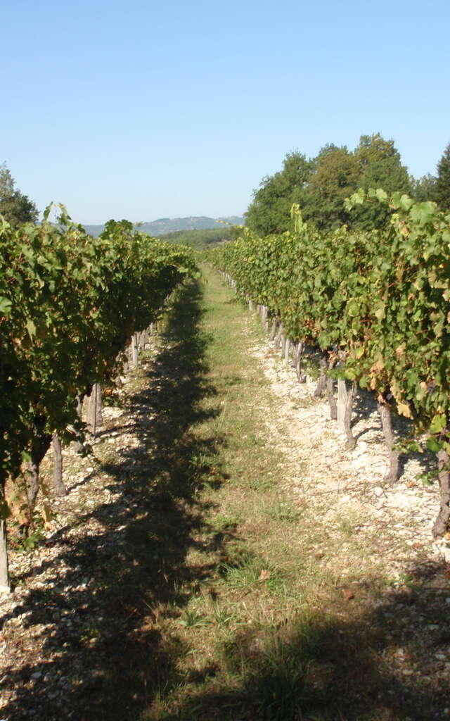 Autour du vignoble