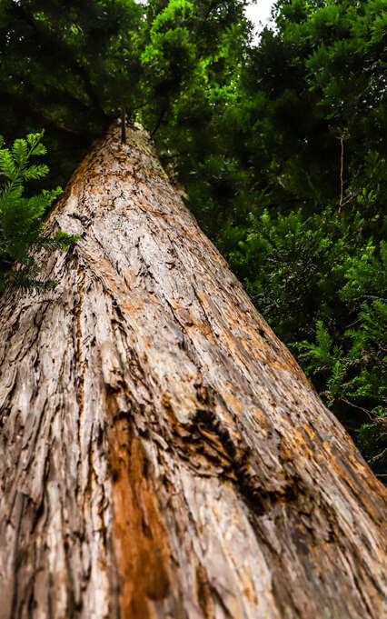 Arbre Remarquable - Le Séquoïa