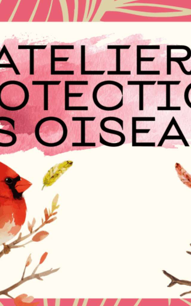 Atelier : Protection des oiseaux