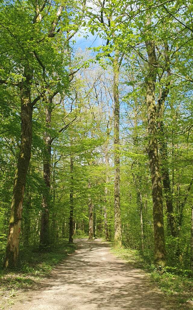 CIRCUIT PEDESTRE 16 FORET PARC - 5.4 KM