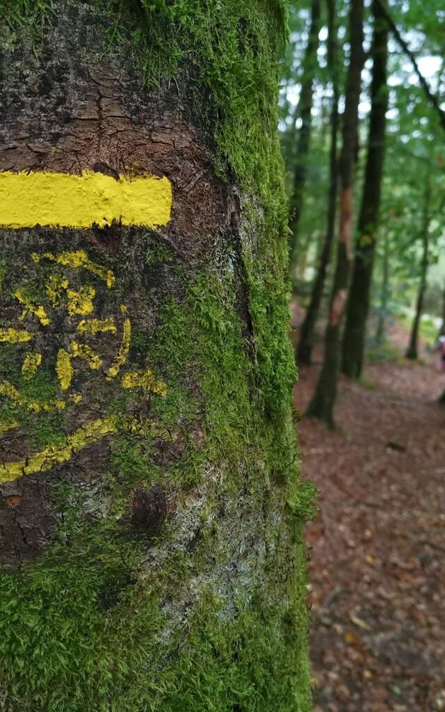 Circuit Pédestre N°56 : "Sentier de découverte des Champs de pierres et cascades d'Augerolles"