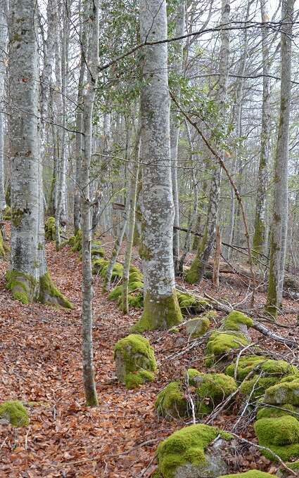 Chemin du Bois d'Amont