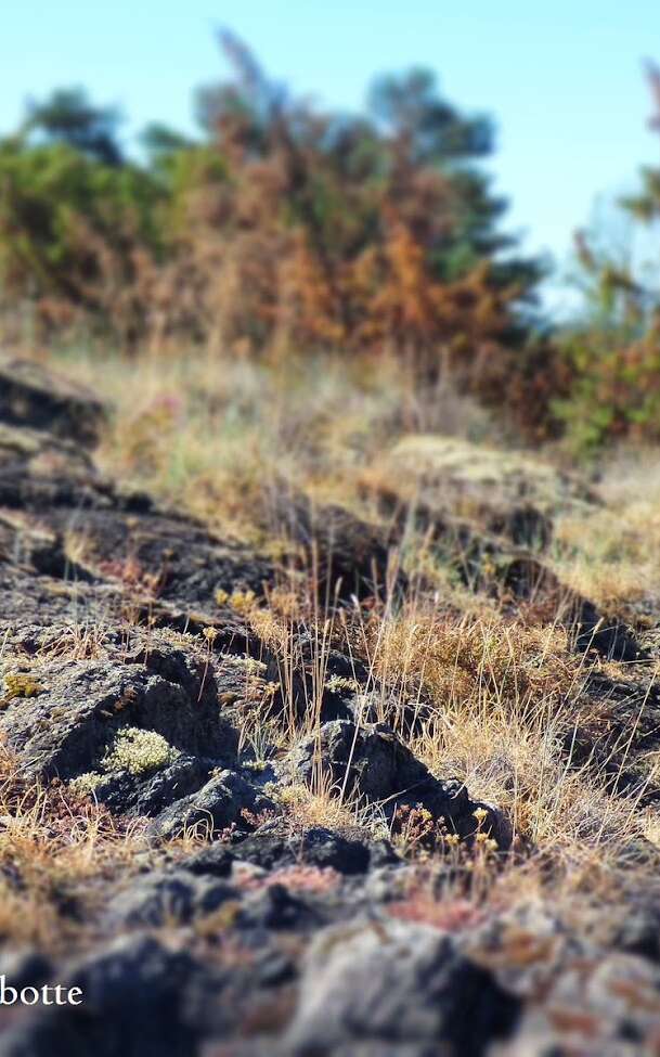 Landes serpentinicoles du Cluzeau et de la Flotte