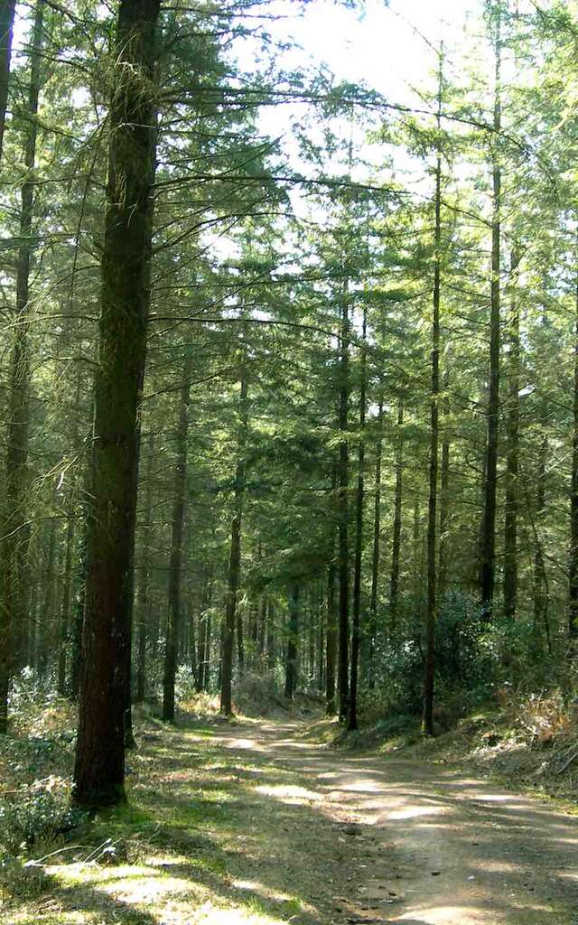 Sentier Les débutants - piste 6