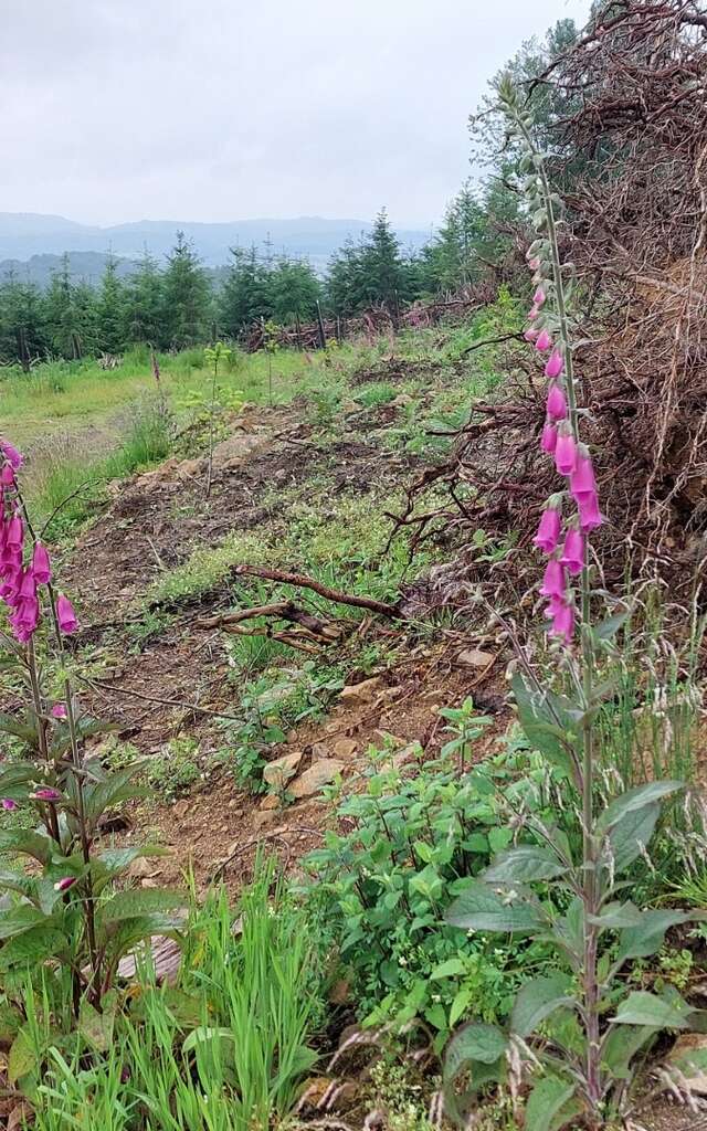 Circuit pédrestre N°70 : Le Mont La Chaize
