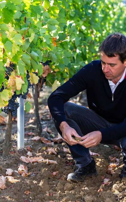 VIGNOBLES DUBARD