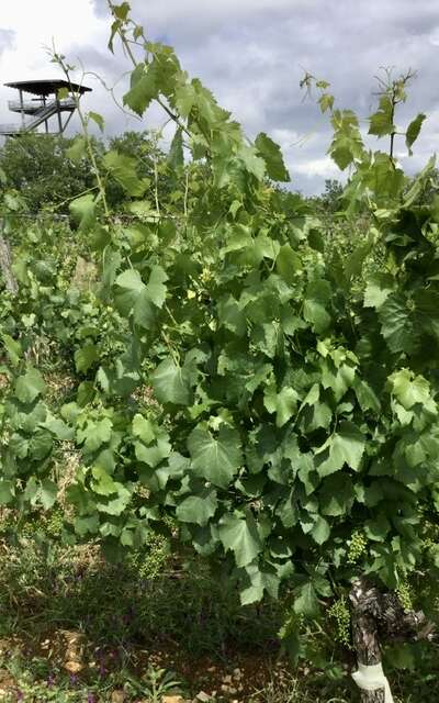 Domaine de Lasfargues