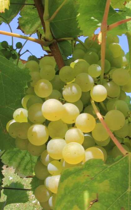 Domaine du Sarment Doré