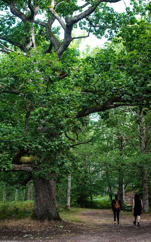 La forêt de Drouille