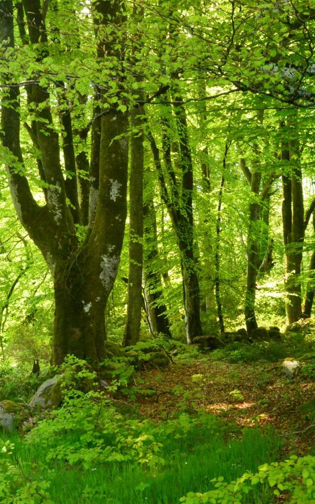 Circuit Pédestre N°29 CC : "Promenons-nous dans les bois de Lépinas"