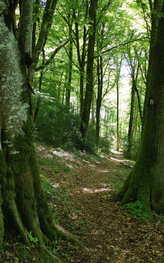 Circuit Pédestre N°30 CC : "Balade près des sources de la Gartempe"