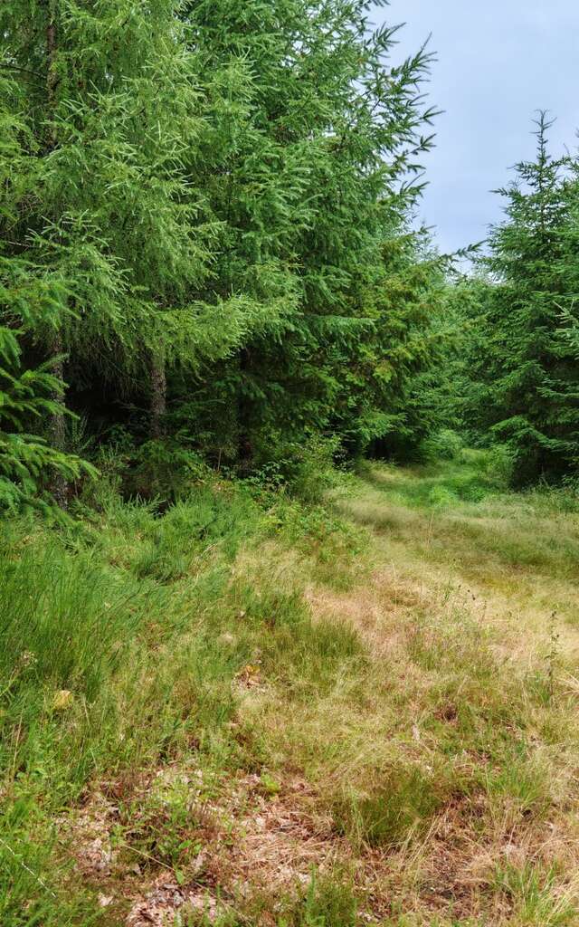 Circuit Pédestre N°52 : La Forêt de Chantegris