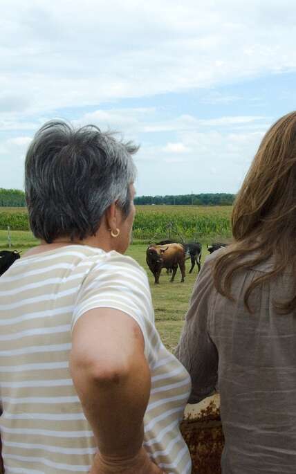 Visite de la ganaderia Maynus