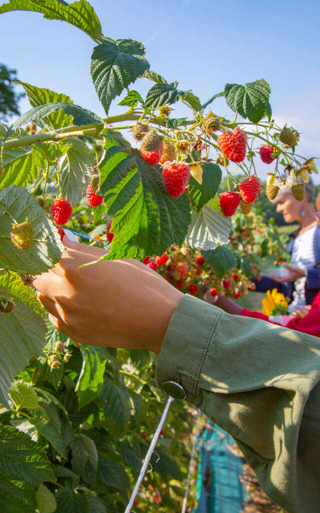 Atelier à la ferme, cueillette et coulis de framboises bio à La Ferme de Fardissou