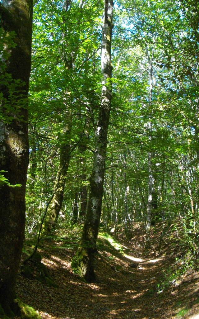Le Peux des Faux - 8 km