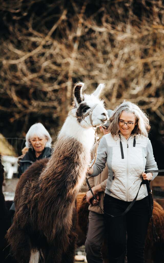 Lama Émoi